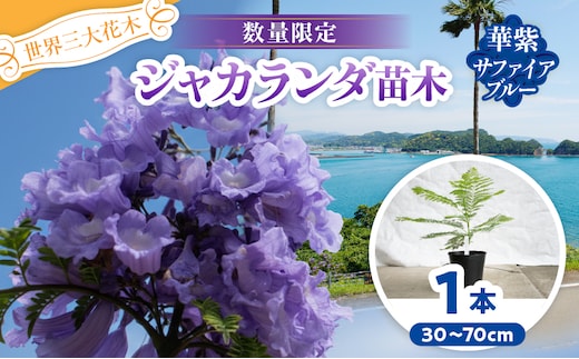 ≪世界三大花木≫ ジャカランダ 苗木 華紫サファイアブルー 30cm～70cm 期間限定 数量限定 紫雲木 花 植物 鉢植え 観賞用 園芸 国産 紫色 珍しい 希少 神秘的 贈り物 ギフト プレゼント お祝い 誕生日 記念日 人気 おすすめ 癒し 宮崎県 日南市 送料無料_CA72-25