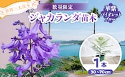 ≪世界三大花木≫ ジャカランダ 苗木 華紫バイオレットブルー 30cm～70cm 期間限定 数量限定 紫雲木 花 植物 鉢植え 観賞用 園芸 国産 紫色 珍しい 希少 神秘的 贈り物 ギフト プレゼント お祝い 誕生日 記念日 人気 おすすめ 癒し 宮崎県 日南市 送料無料_CA71-25