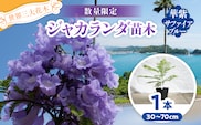 ≪世界三大花木≫ ジャカランダ 苗木 華紫サファイアブルー 30cm～70cm 期間限定 数量限定 紫雲木 花 植物 鉢植え 観賞用 園芸 国産 紫色 珍しい 希少 神秘的 贈り物 ギフト プレゼント お祝い 誕生日 記念日 人気 おすすめ 癒し 宮崎県 日南市 送料無料_CA72-25