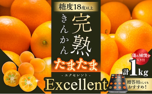 糖度18度以上!! 完熟きんかん たまたま エクセレント 計1kg 傷み補償分入り 期間限定 数量限定 フルーツ 果物 柑橘 金柑 国産 食品 A品 2L 最高級 ブランド 大粒 極甘 デザート おすすめ ギフト プレゼント 贈り物 贈答 先行予約 宮崎県 日南市 送料無料_CB115-25