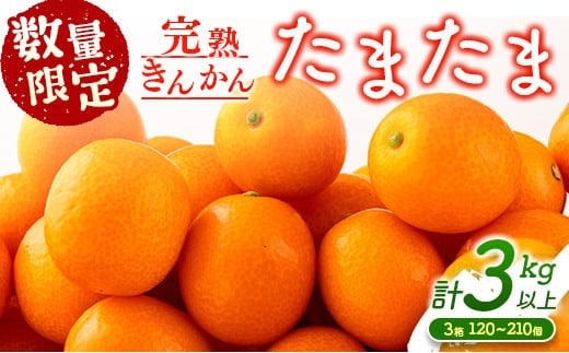 先行予約 完熟きんかん たまたま 計3kg以上 (1kg×3箱) 希少 期間限定 数量限定 フルーツ 果物 くだもの 柑橘 金柑 国産 食品 大粒 宮崎ブランド おすすめ デザート おやつ ギフト 贈り物 贈答 お返し お祝い おすそ分け 産地直送 日南市 送料無料_CC30-23