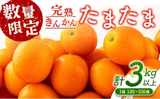 先行予約 完熟きんかん たまたま 計3kg以上 (3kg×1箱) 希少 期間限定 数量限定 フルーツ 果物 くだもの 柑橘 金柑 国産 食品 大粒 宮崎ブランド おすすめ デザート おやつ ギフト 贈り物 贈答 お返し お祝い おすそ分け 産地直送 日南市 送料無料_BC58-23