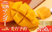 先行予約 宮崎県産 完熟マンゴー 3玉 計750g以上 フルーツ スイーツ 果物 くだもの 食品 グルメ デザート 国産 産地直送 おすすめ おやつ ご褒美 贈り物 ギフト プレゼント 令和9年発送分 宮崎県 日南市 送料無料_DA64-26
