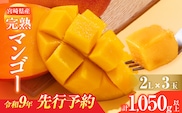 先行予約 宮崎県産 完熟マンゴー 2L×3玉 計1050g以上 フルーツ スイーツ 果物 くだもの 食品 グルメ デザート 国産 産地直送 おすすめ おやつ ご褒美 贈り物 ギフト プレゼント 令和9年発送分 宮崎県 日南市 送料無料_DC41-26