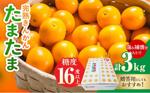 糖度16度以上 完熟 きんかん たまたま 計3kg以上 傷み補償分入り 宮崎 フルーツ 果物 くだもの ブランド 金柑 柑橘 令和9年発送 化粧箱入り 国産 食品 おすすめ ギフト 贈り物 贈答 ご褒美 お祝い おすそ分け 日南市 送料無料_DC39-26