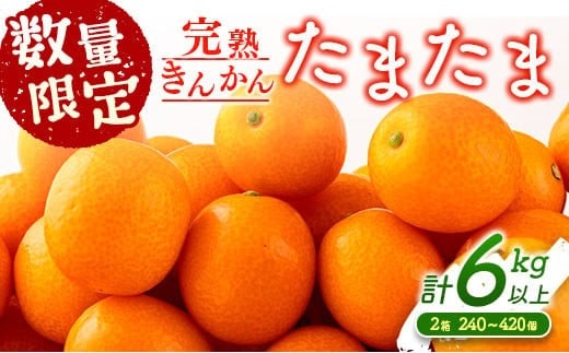 先行予約 完熟きんかん たまたま 計6kg以上 (3kg×2箱) 希少 期間限定 数量限定 フルーツ 果物 くだもの 柑橘 金柑 国産 食品 大粒 宮崎ブランド おすすめ デザート おやつ ギフト 贈り物 贈答 お返し お祝い おすそ分け 産地直送 日南市 送料無料_DC8-23