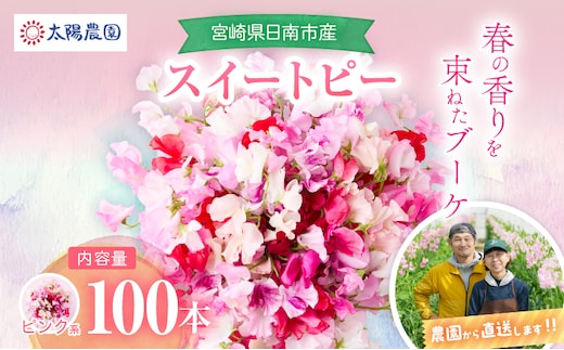 スイートピー 花束 100本 ピンク系 フラワー 期間限定 数量限定 生産者直送 新鮮 花 植物 観賞用 国産 インテリア用品 贈り物 ギフト プレゼント お祝い 誕生日 記念日 人気 おすすめ 癒し 選べる 宮崎県 日南市 送料無料_FA15-26