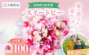 スイートピー 花束 100本 ピンク系 フラワー 期間限定 数量限定 生産者直送 新鮮 花 植物 観賞用 国産 インテリア用品 贈り物 ギフト プレゼント お祝い 誕生日 記念日 人気 おすすめ 癒し 選べる 宮崎県 日南市 送料無料_FA15-26