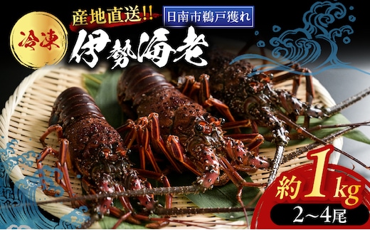 ≪ 期間限定・数量限定 ≫ 伊勢海老 約1kg (2～4尾) 伊勢えび イセエビ 海鮮 海産物 鮮魚 魚介 産地直送 新鮮 高級 刺身 味噌汁 焼き物 焼肉 BBQ 天然 おすすめ お取り寄せ グルメ ギフト 贈り物 お祝い 記念日 プレゼント 冷凍 宮崎県 日南市 送料無料_I34-26