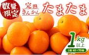 先行予約 完熟きんかん たまたま 計1kg以上 (1kg×1箱) 希少 期間限定 数量限定 フルーツ 果物 くだもの 柑橘 金柑 国産 食品 大粒 宮崎ブランド おすすめ デザート おやつ ギフト 贈り物 贈答 お返し お祝い おすそ分け 産地直送 日南市 送料無料_A91-24