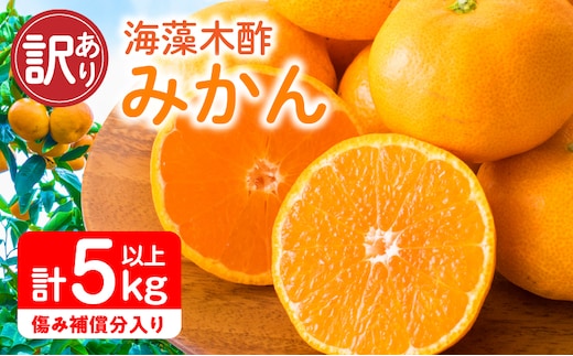 訳あり 海藻木酢みかん 計 5kg 以上 傷み補償分入り フルーツ 果物 くだもの 柑橘 みかん 国産 みかんジュース 食品 家庭用 自宅用 B品 わけあり オレンジ デザート おやつ おすすめ おすそ分け ご褒美 産地直送 宮崎県 日南市 送料無料_A94-25