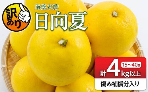 先行予約 訳あり 海藻木酢 日向夏 小夏 計4kg以上 傷み補償分入り フルーツ 果物 くだもの 柑橘 みかん 訳アリ 国産 食品 デザート おやつ おすそ分け おすすめ ご家庭用 ご自宅用 B品 傷 マーマレード 産地直送 宮崎県 日南市 送料無料_ZZV5-26