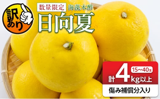 先行予約 訳あり 海藻木酢 日向夏 小夏 計4kg以上 傷み補償分入り 期間限定 数量限定 フルーツ 果物 くだもの 柑橘 みかん 訳アリ 国産 食品 デザート おやつ おすそ分け おすすめ ご家庭用 ご自宅用 B品 傷 マーマレード 産地直送 宮崎県 日南市 送料無料_ZZV5-26