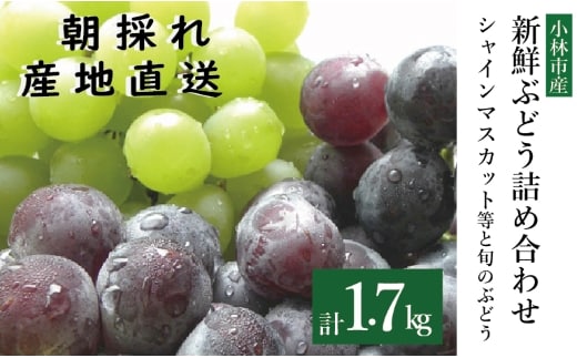シャインマスカットと旬のぶどう 食べ比べセット 計1.7kg（シャインマスカット ぶどう 葡萄 フルーツ 果物 食べ比べ 高糖度 甘い ジューシー みずみずしい 芳醇 宮崎 小林市）
