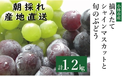 摘みたてシャインマスカットと旬のぶどう 1.2㎏程度（国産 フルーツ 果物 くだもの ブドウ シャインマスカット 2026 贈答用 限定）