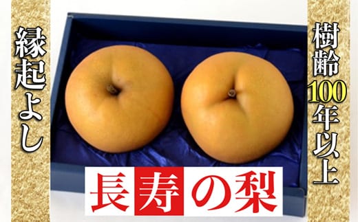  【産直もぎたて】樹齢100年以上・縁起のよい長寿の梨 1.2kg（国産 フルーツ ナシ 新高 果物 くだもの 贈答用 プレゼント）