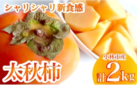 【産直もぎたて】太秋柿（2kg）