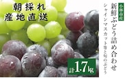 シャインマスカットと旬のぶどう 食べ比べセット 計1.7kg（シャインマスカット ぶどう 葡萄 フルーツ 果物 食べ比べ 高糖度 甘い ジューシー みずみずしい 芳醇 宮崎 小林市）