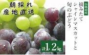 摘みたてシャインマスカットと旬のぶどう 1.2㎏程度（国産 フルーツ 果物 くだもの ブドウ シャインマスカット 2026  贈答用 限定）