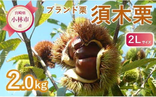 【期間・数量限定】ブランド栗「須木栗」2Lサイズ 2kg程度（生栗 マロン 栗 果物 フルーツ 限定 秋 旬）