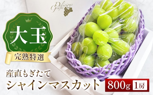 【令和8年発送・先行予約】大玉 特選 シャインマスカット 800g（ぶどう ブドウ シャインマスカット シャイン マスカット フルーツ 果物 くだもの 旬 先行受付 2026 産地直送 限定）