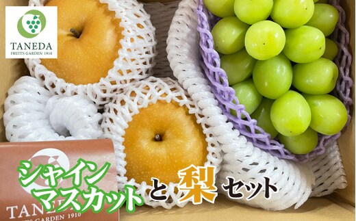 【先行予約 令和8年発送】シャインマスカットと梨のセット（フルーツ 果物 くだもの ブドウ ナシ 旬 先行受付 2026 贈答用 限定 産地直送）