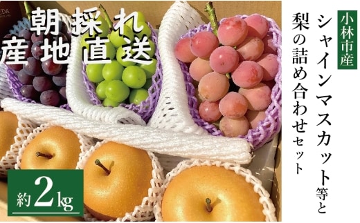 【先行予約 令和8年発送】シャインマスカット等と旬の梨セット計2kg（フルーツ 果物 くだもの シャインマスカット ブドウ 先行受付 2026 贈答用 プレゼント 限定）