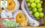 【先行予約 令和8年発送】シャインマスカットと梨のセット（フルーツ 果物 くだもの ブドウ ナシ 旬 先行受付 2026 贈答用 限定 産地直送）