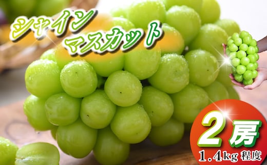 【2026年発送 先行予約】シャインマスカット 2房 1.4kg程度（ぶどう ブドウ マスカット フルーツ 果物 先行受付 限定）