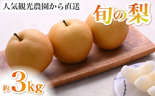 【2026年発送 先行予約】旬の梨詰め合わせ 3kg（梨 なし ナシ 果物 フルーツ 2026 先行受付 限定）