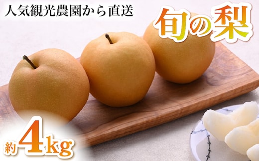 【2026年発送 先行予約】旬の梨詰め合わせ 4kg（梨 なし ナシ 果物 フルーツ 2026 先行受付 限定）