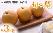 【2026年発送 先行予約】旬の梨詰め合わせ 3kg（梨 なし ナシ 果物 フルーツ 2026 先行受付 限定）