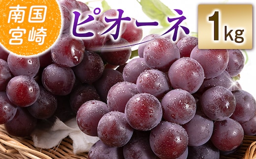 【令和8年発送 先行予約】小林市産 ピオーネ 1kg（ぶどう ブドウ ピオーネ フルーツ 果物 くだもの 先行受付 限定）