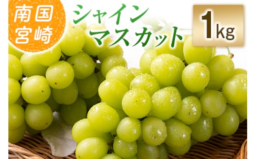【令和8年発送 先行予約】小林市産 シャインマスカット 1kg（ブドウ ぶどう シャインマスカット マスカット フルーツ 果物 先行受付 限定）