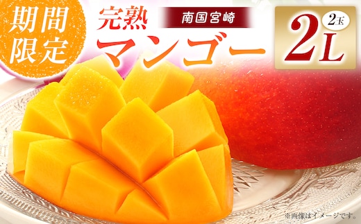 【令和8年発送 先行予約】完熟マンゴー 2L×2玉（フルーツ マンゴー 完熟マンゴー アップルマンゴー 果物 くだもの 先行受付）