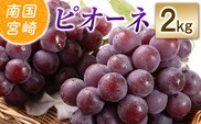 【令和8年発送 先行予約】小林市産 ピオーネ 2kg（ぶどう ブドウ ピオーネ フルーツ 果物 くだもの 先行受付 限定）