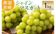 【令和8年発送 先行予約】小林市産 シャインマスカット 1kg（ブドウ ぶどう シャインマスカット マスカット フルーツ 果物 先行受付 限定）
