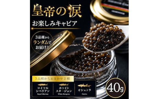 【お試しキャビア】皇帝の涙 40g 3品種からランダムで2種（オシェトラ・ホワイトスタージョン）国産 チョウザメ キャビア