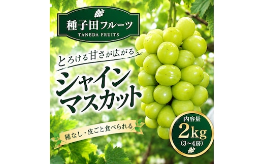 【2026年発送】シャインマスカット 2kg（3～4房）（ぶどう シャインマスカット 葡萄 マスカット 種なし 皮ごと 大粒 厳選)