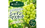 【2026年発送】シャインマスカット 2kg（3～4房）（ぶどう シャインマスカット 葡萄 マスカット 種なし 皮ごと 大粒 厳選)