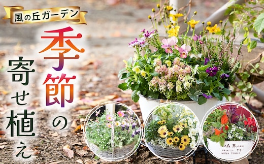 【お手軽ガーデニング】季節の寄せ植え（花 花苗 花卉 寄せ植え ガーデニング 贈答用 プレゼント）