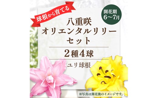 【ふるさと納税】ユリ球根 人気 八重咲 オリエンタルリリー セット 2種 4球 送料無料 ピンク イエロー 黄色 桃色