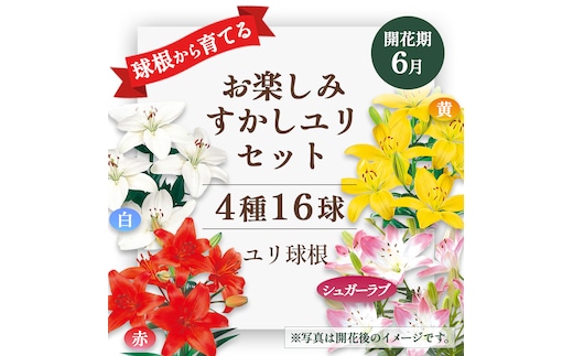 ユリ球根 お楽しみ すかし ユリ セット 4種 16球 送料無料 赤 白 黄 シュガーラブ