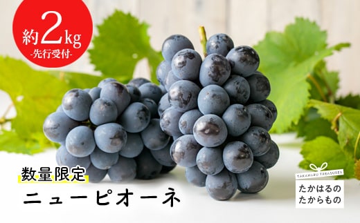 【数量限定】久保ぶどう園のニューピオーネ(約2kg) TF0273-P00005