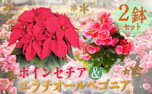 【先行受付】クリスマスフラワー「ポインセチア」&「エラチオールベゴニア」セット(2鉢) TF0716-P00024