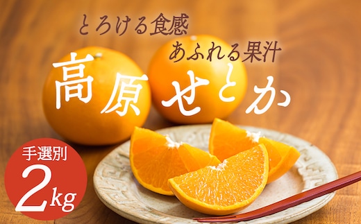 【数量限定】柑橘の高級種ブランド 高原町産の柑橘「せとか」ご家庭用 約2kg（大小混合6～8玉） [高原 せとか 柑橘 みかん 蜜柑 贈答 かんきつ オレンジ色の果物 フルーツ 手選別] TF0746-P00068