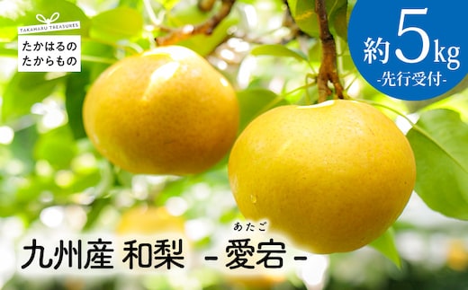【先行受付・期間限定】九州産 和梨「愛宕(あたご)」 5kg TF0312-P00025