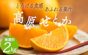 【期間限定】柑橘の高級種ブランド 高原町産「せとか」無選別 約2kg(大小混合7～9玉)TF0814-P00068