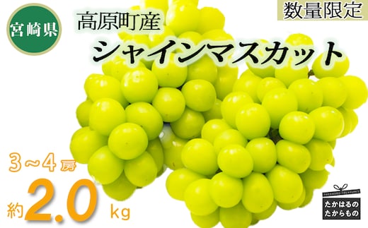 【先行受付・数量限定】久保ぶどう園のシャインマスカット約2kg（3～4房） TF0394-P00005