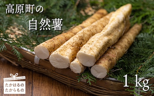【先行受付】高原町の自然薯 TF0503-P00042